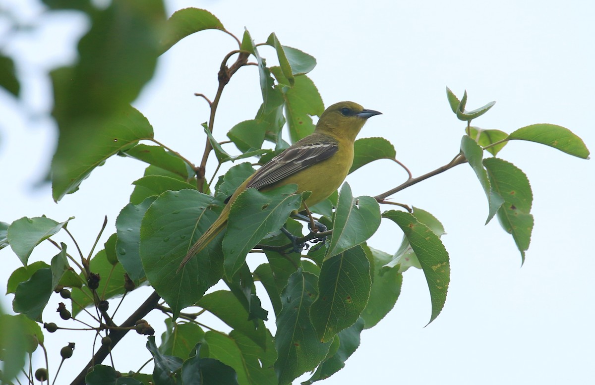 Orchard Oriole - ML618626309