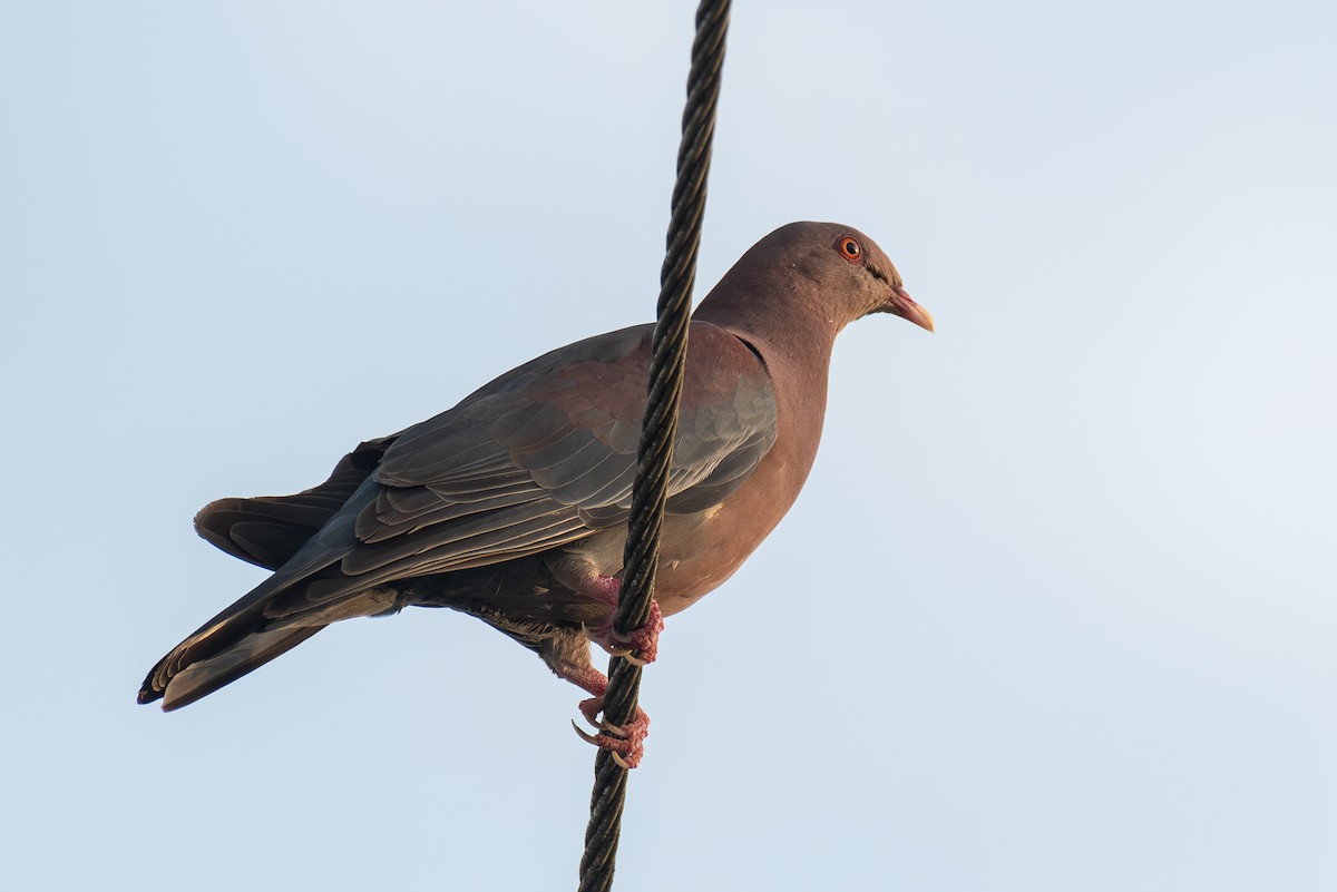 Red-billed Pigeon - ML618626319