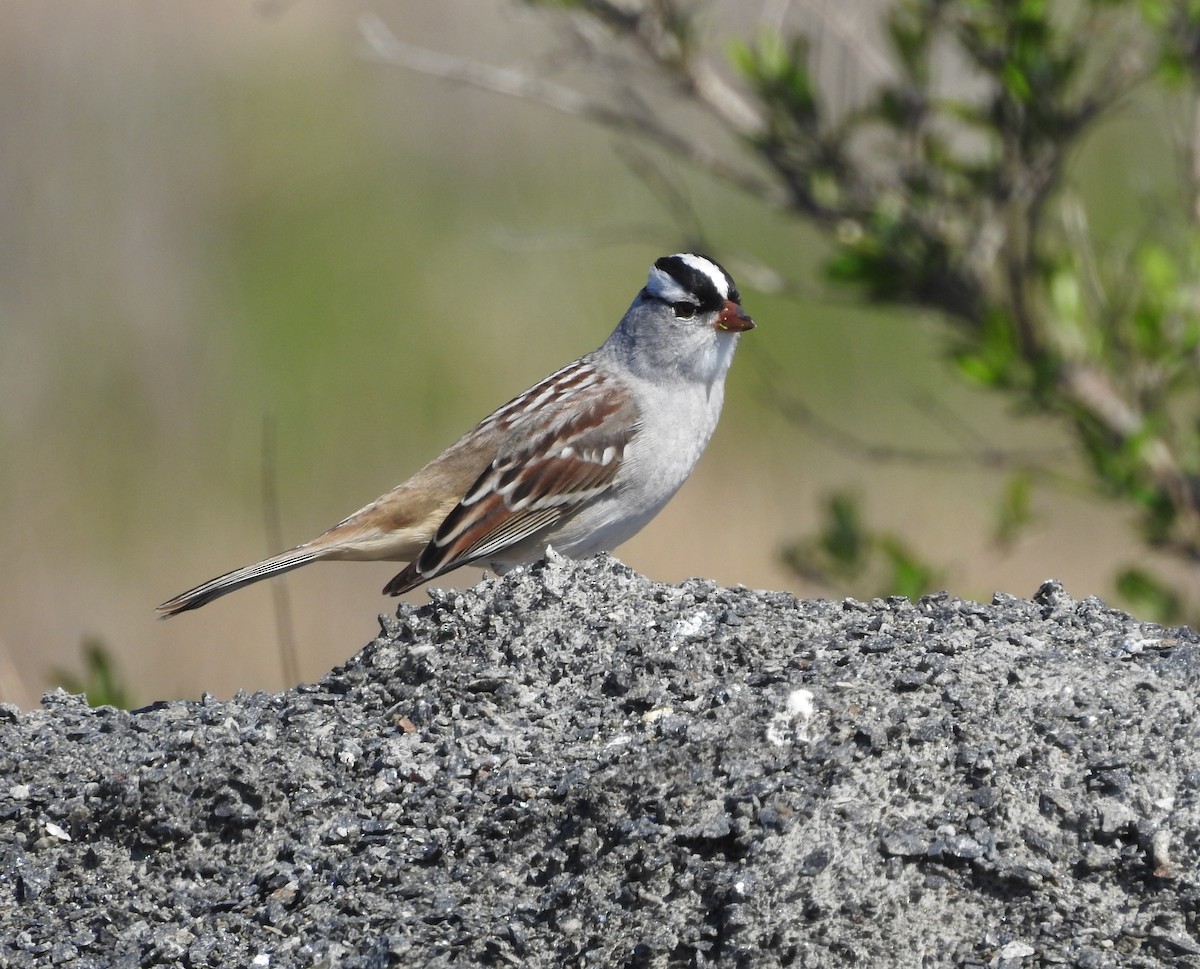 White-crowned Sparrow - ML618626320