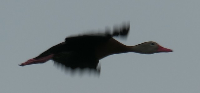 Black-bellied Whistling-Duck - ML618626323