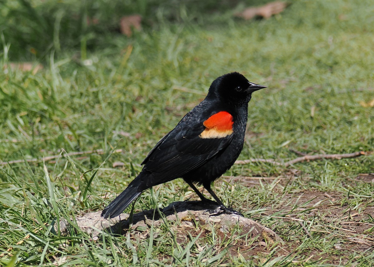 Red-winged Blackbird - ML618626352