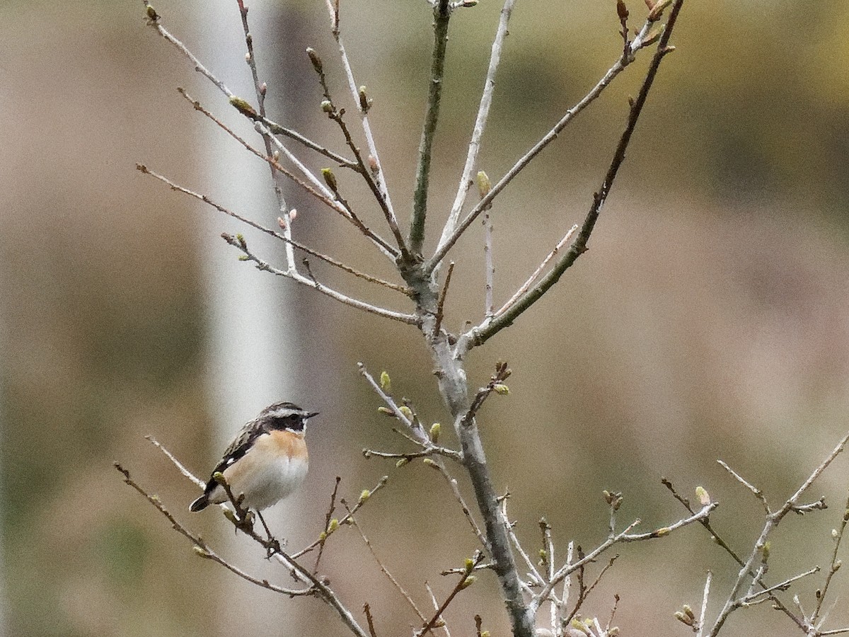 Whinchat - ML618626353