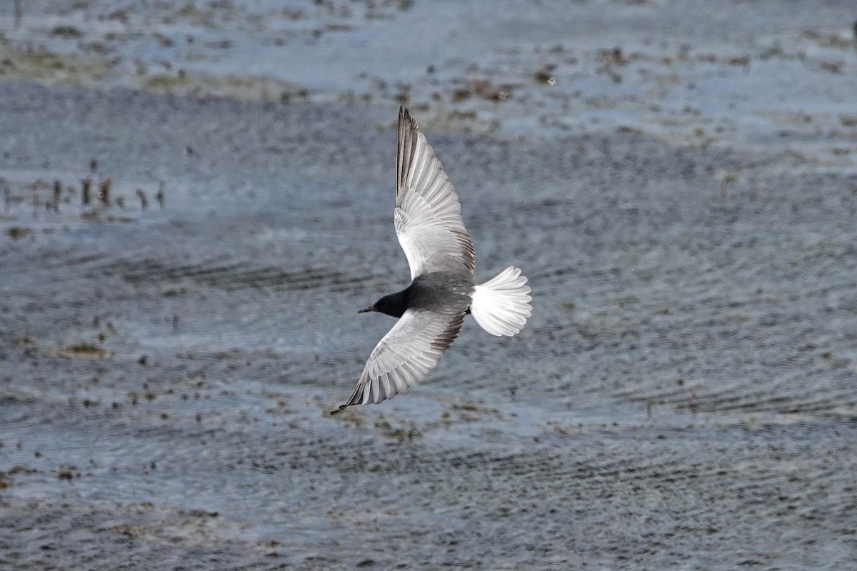 White-winged Tern - ML618626367