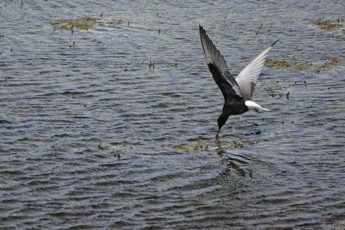 White-winged Tern - ML618626368