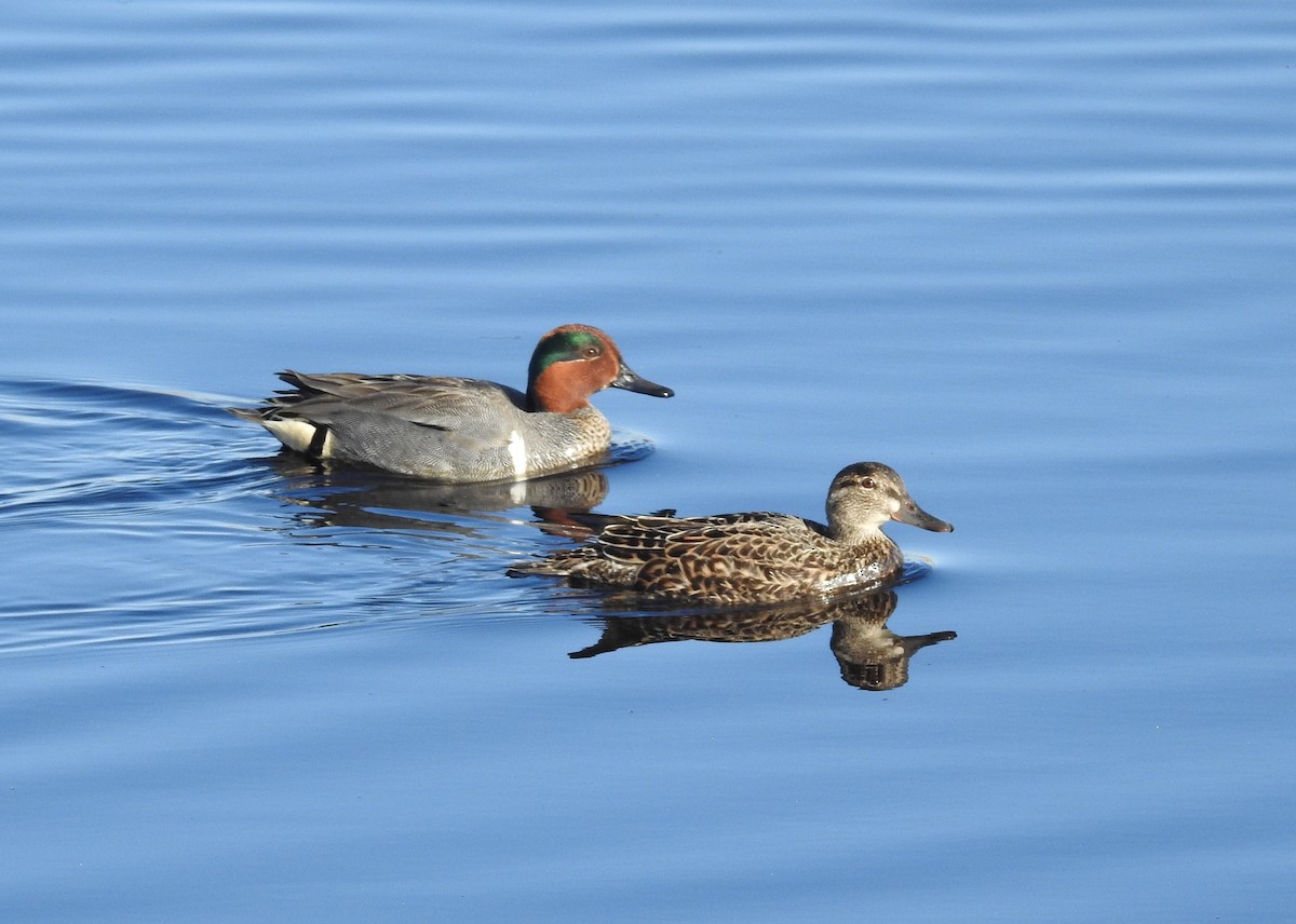 Green-winged Teal - ML618626378