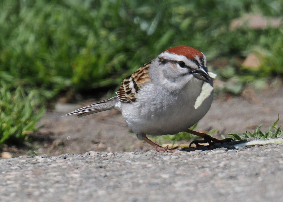 Chipping Sparrow - Gary J