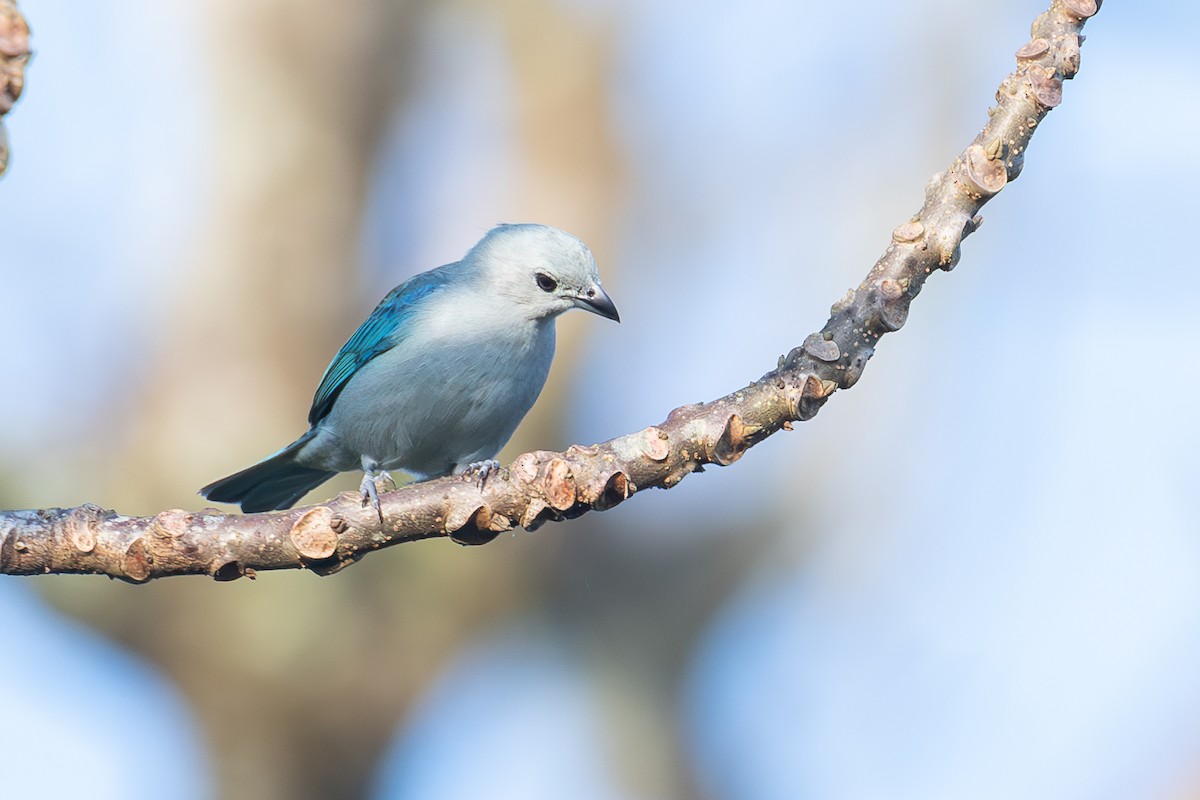 Blue-gray Tanager - ML618626416