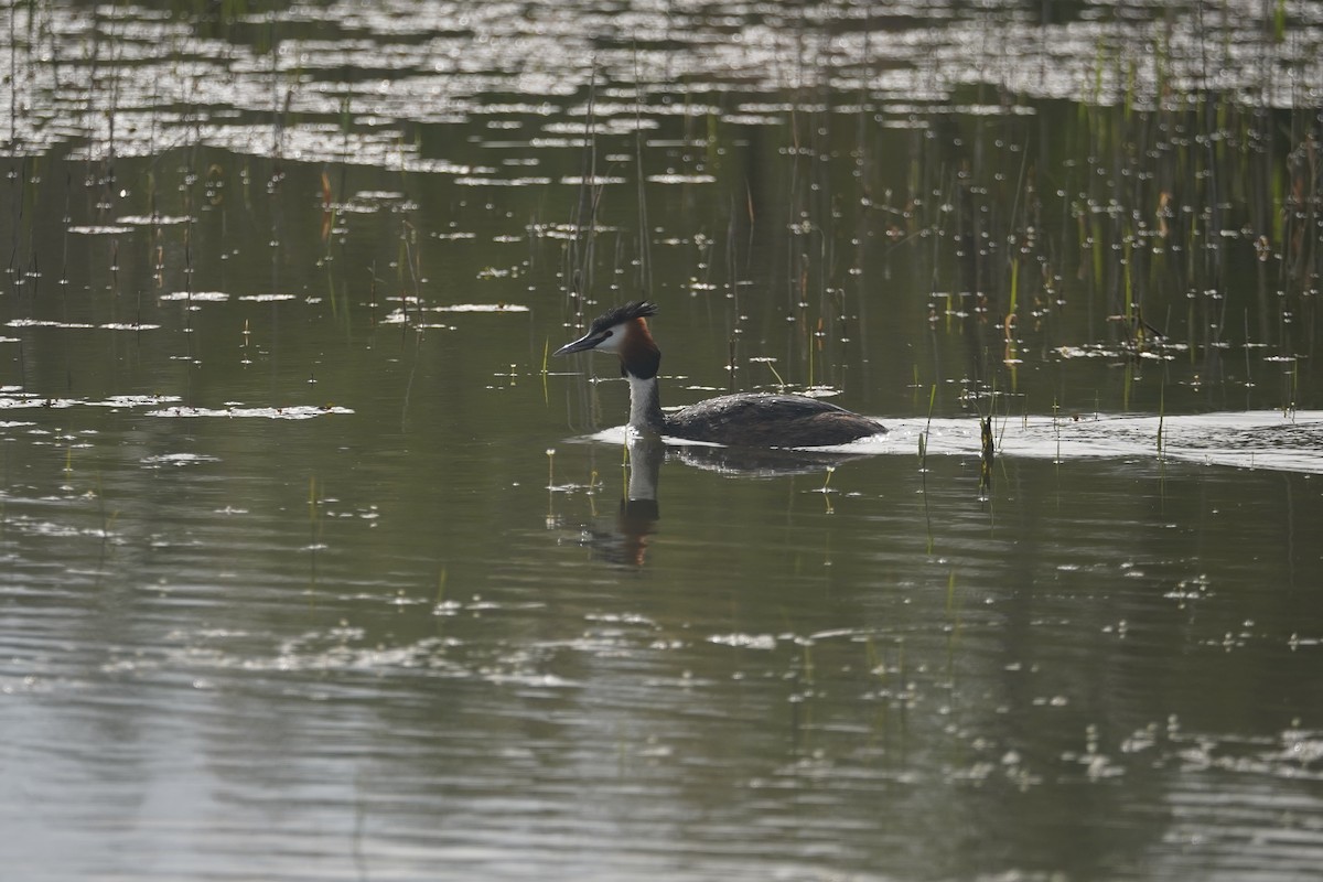 Great Crested Grebe - ML618626455