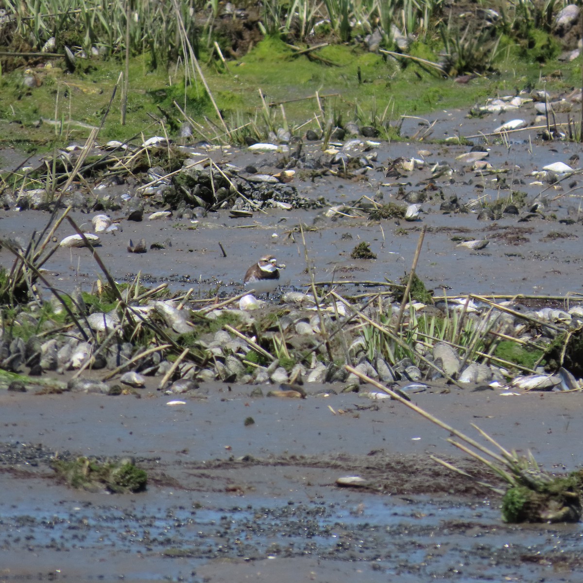 Semipalmated Plover - ML618626599