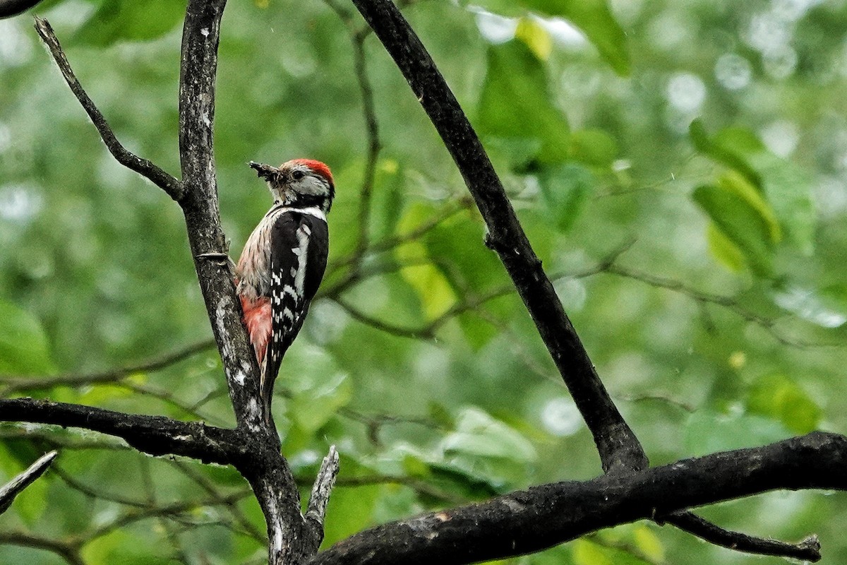 Middle Spotted Woodpecker - ML618626603