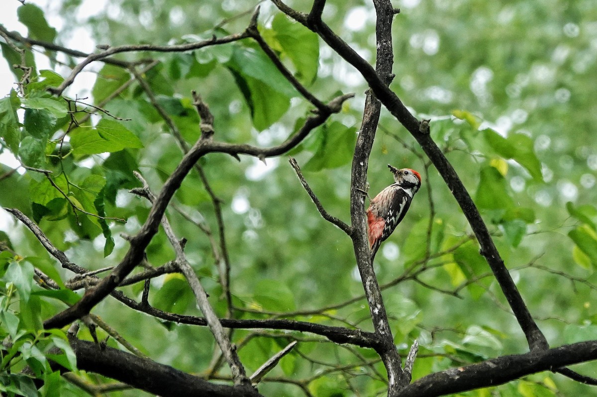 Middle Spotted Woodpecker - ML618626604