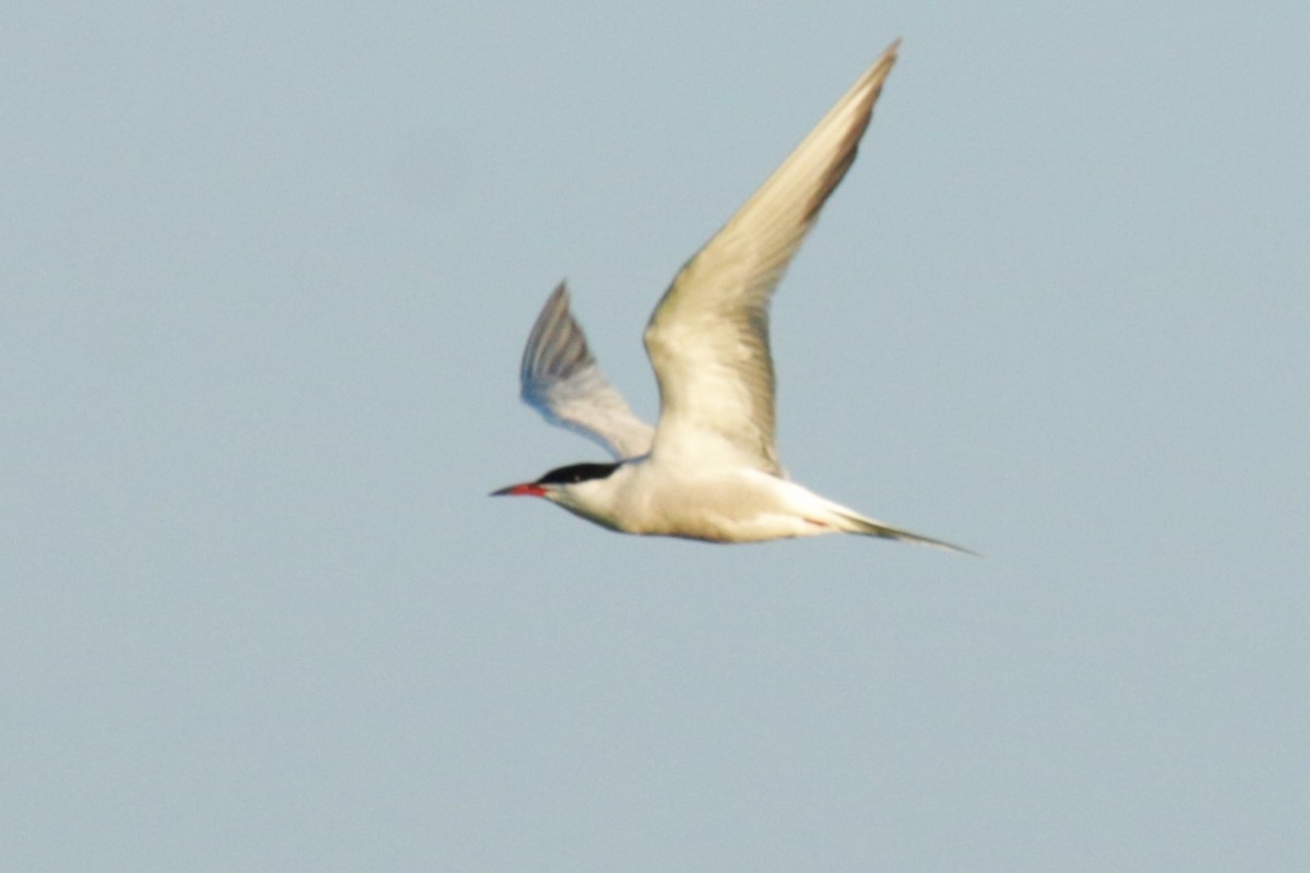 Common Tern - ML618626614