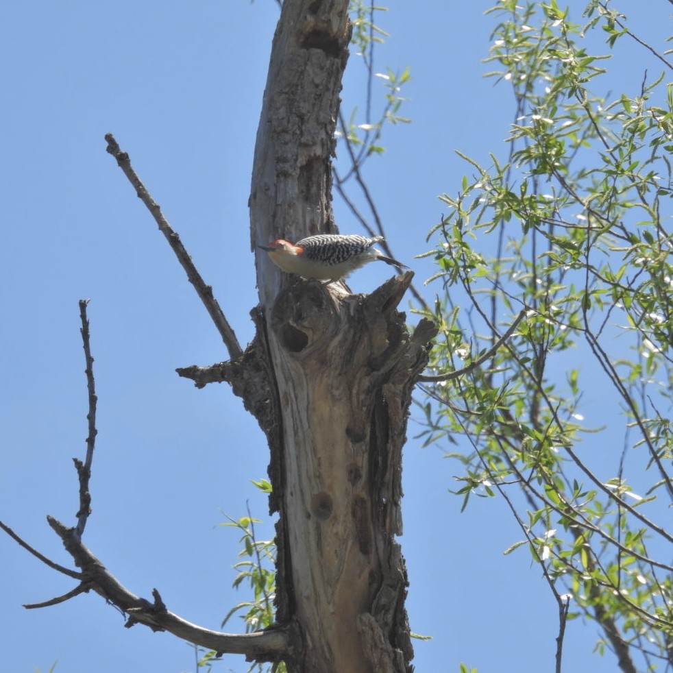 Red-bellied Woodpecker - ML618626632