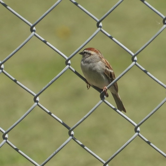 Chipping Sparrow - ML618626659