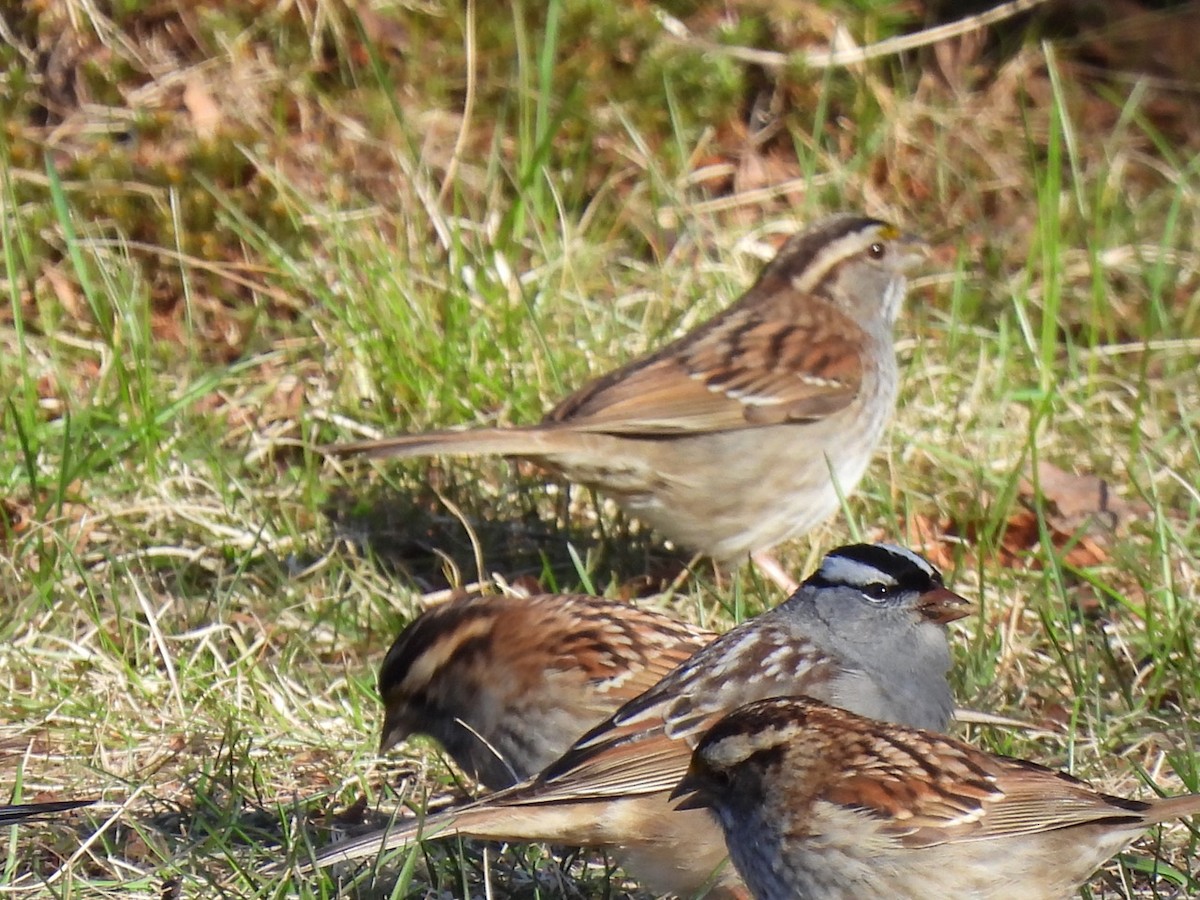 White-crowned Sparrow - ML618626680