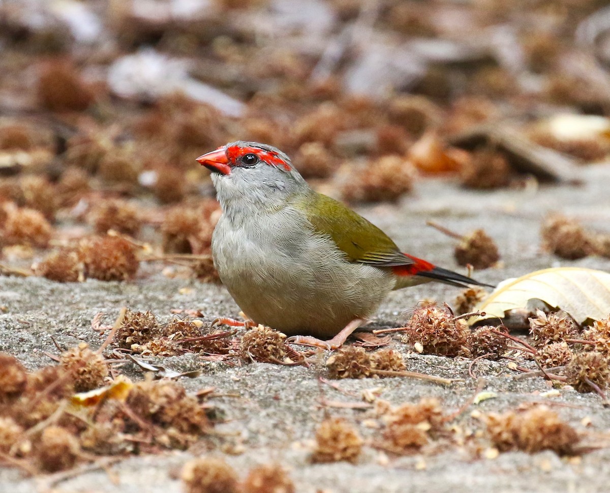 Red-browed Firetail - ML618626696