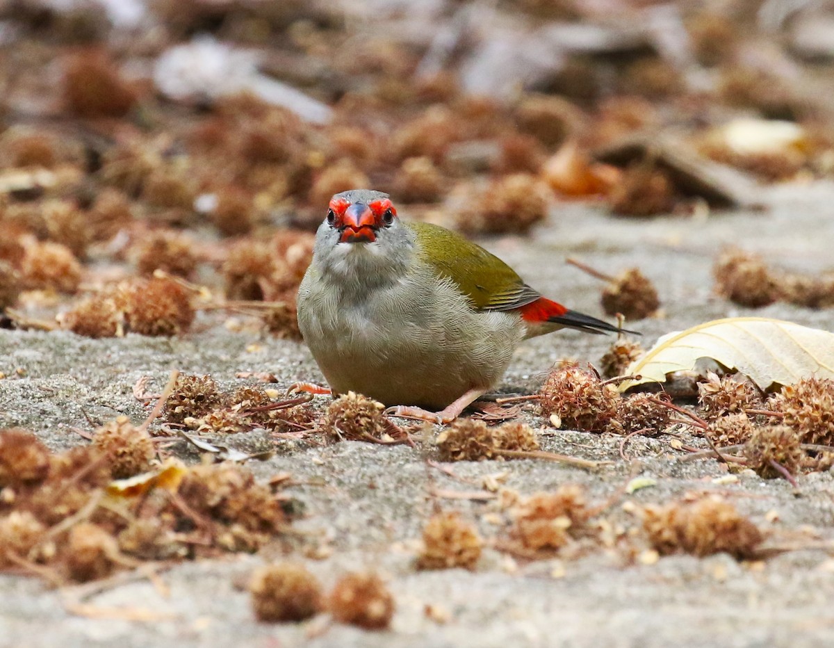 Red-browed Firetail - ML618626697
