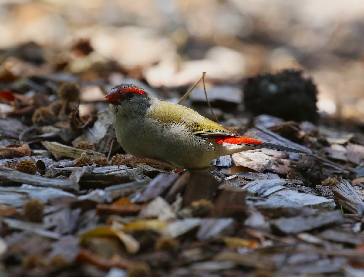 Red-browed Firetail - ML618626699