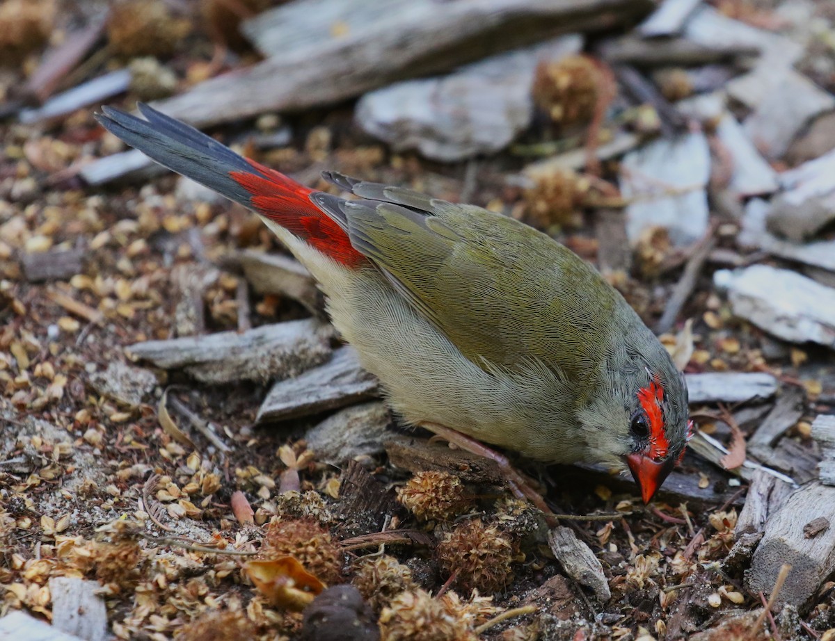 Red-browed Firetail - ML618626703