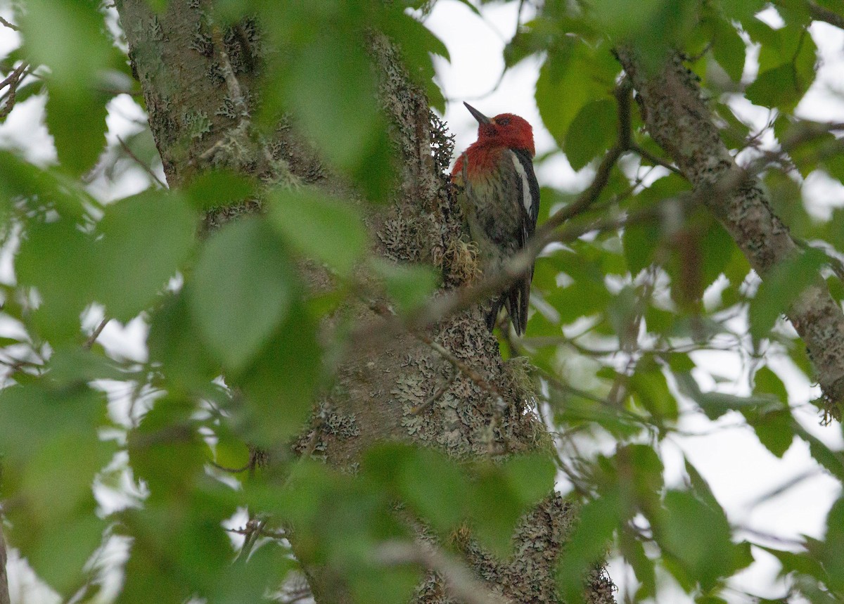 Red-breasted Sapsucker - ML618626711