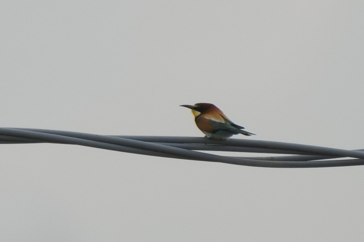 European Bee-eater - ML618626714