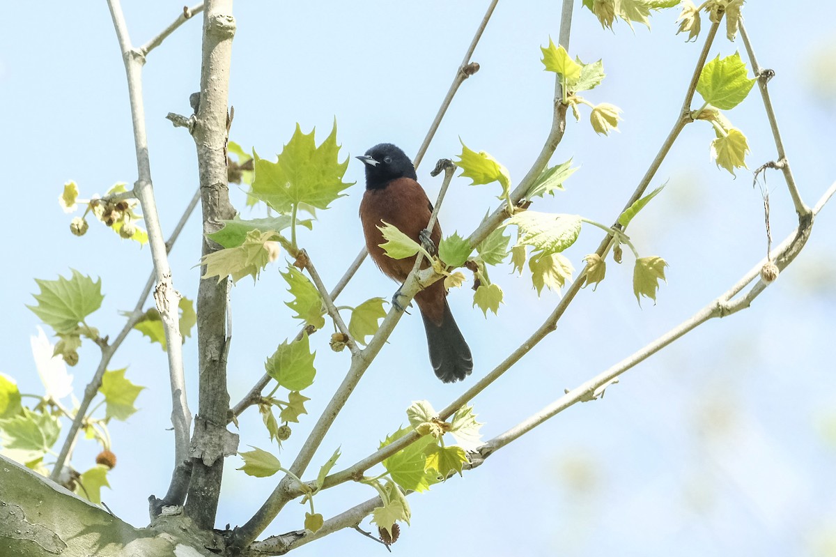 Orchard Oriole - ML618626727