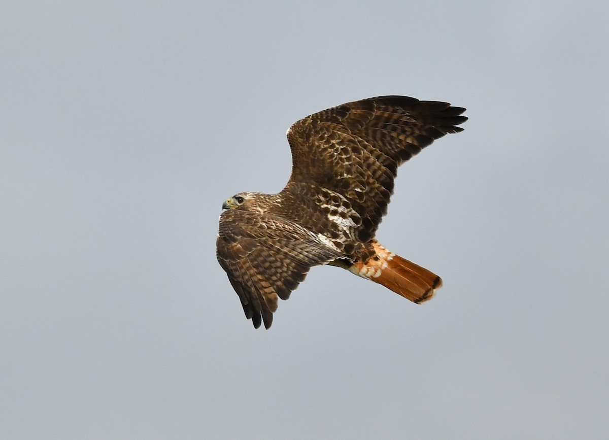 Red-tailed Hawk (borealis) - ML618626729