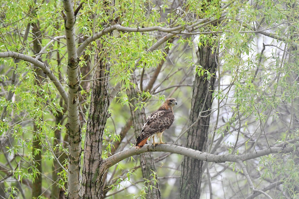 Red-tailed Hawk (borealis) - ML618626736