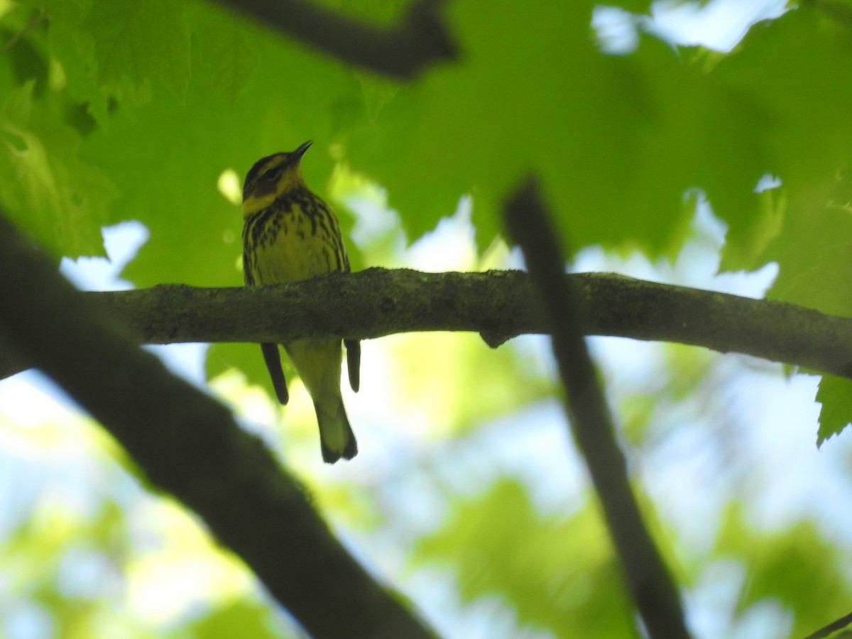 Cape May Warbler - ML618626741