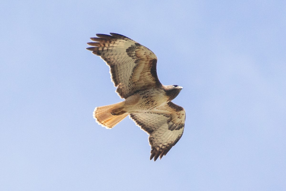 Red-tailed Hawk - ML618626774