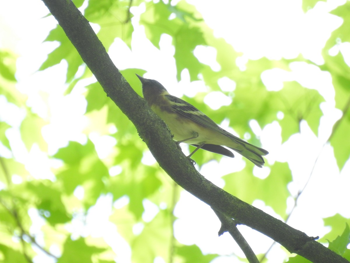 Bay-breasted Warbler - ML618626778