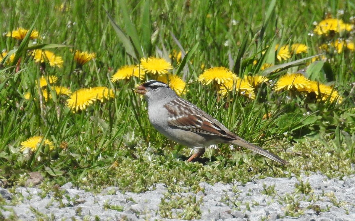 White-crowned Sparrow - David Bree