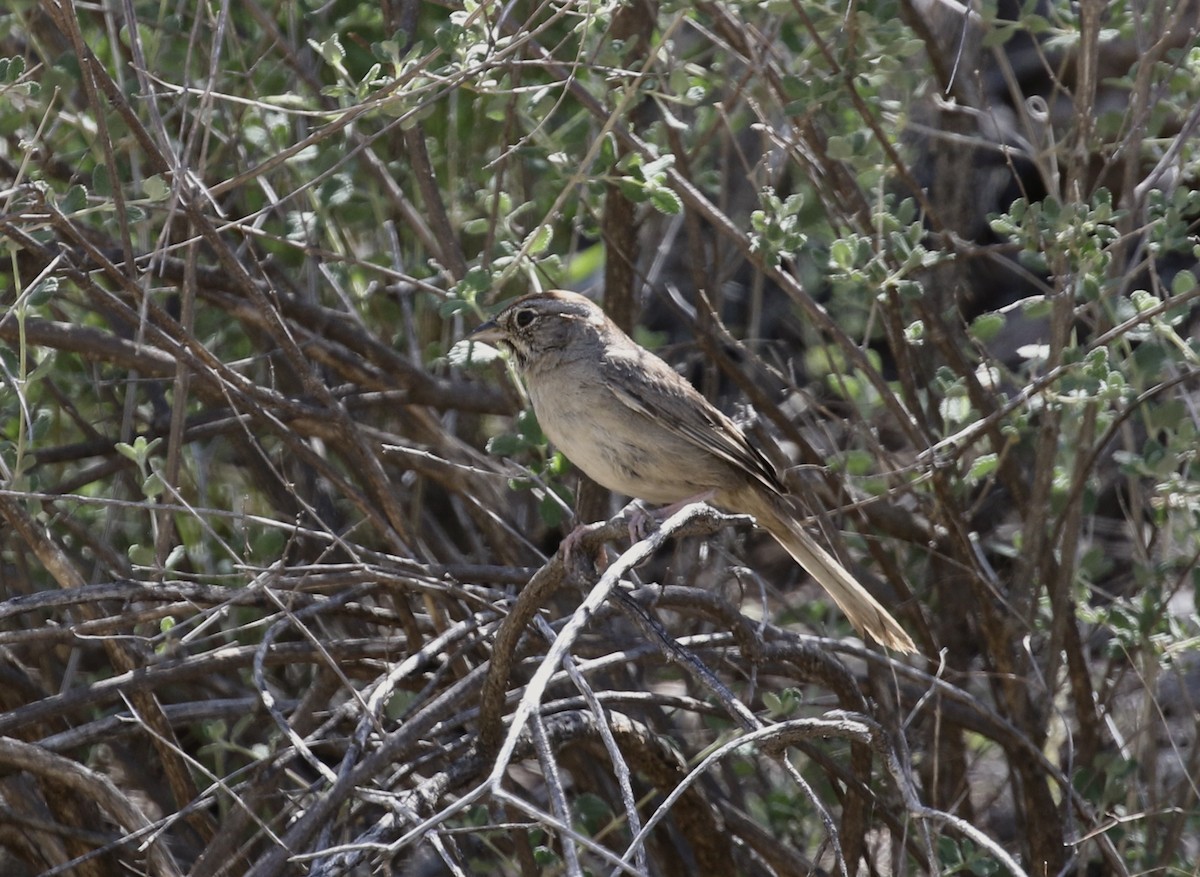 Rufous-crowned Sparrow - ML618626805