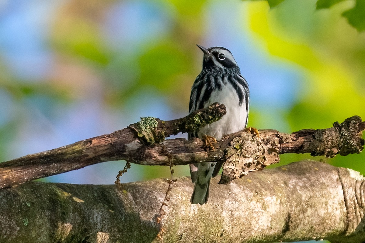 Black-and-white Warbler - ML618626862