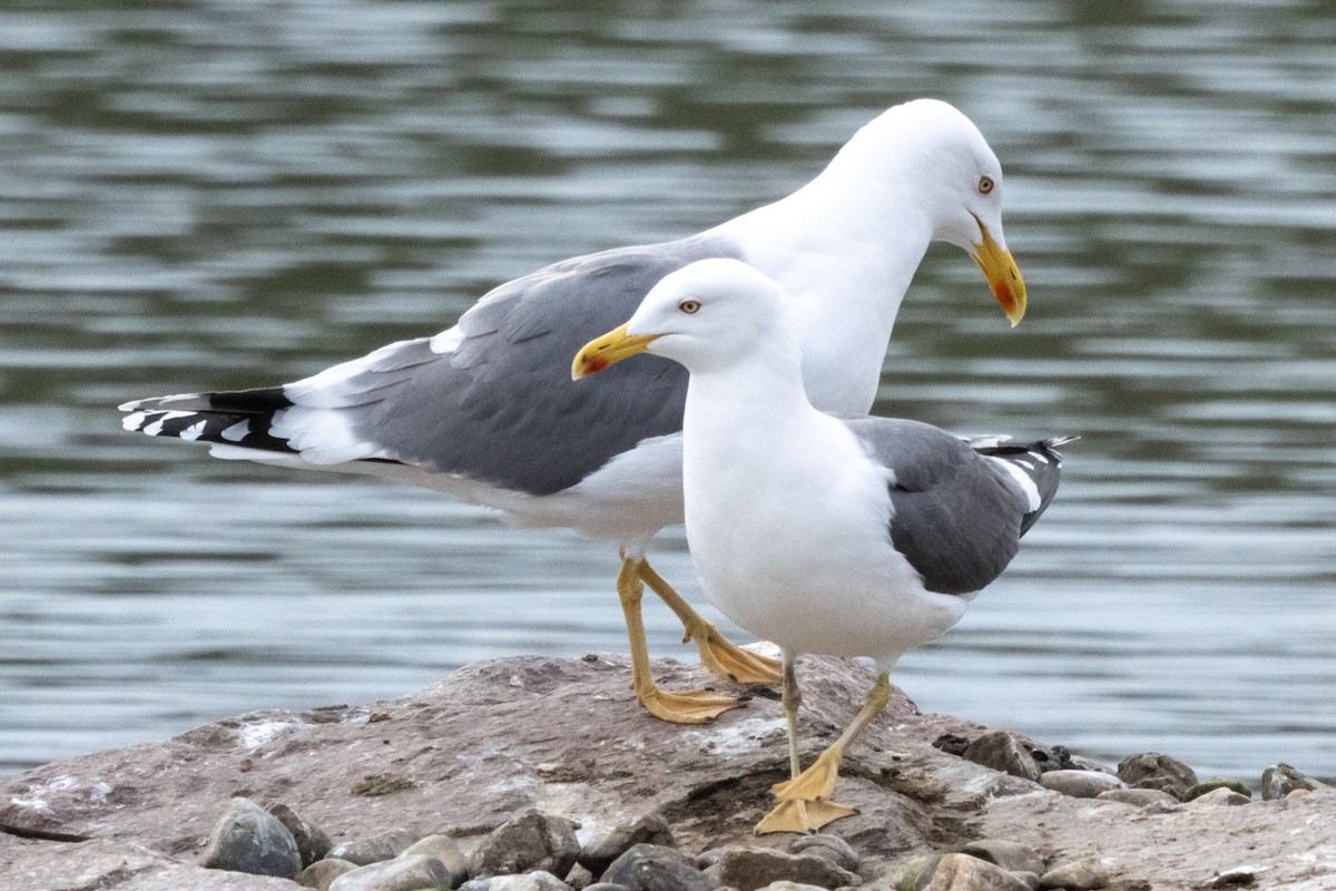 Yellow-legged Gull - Jon White