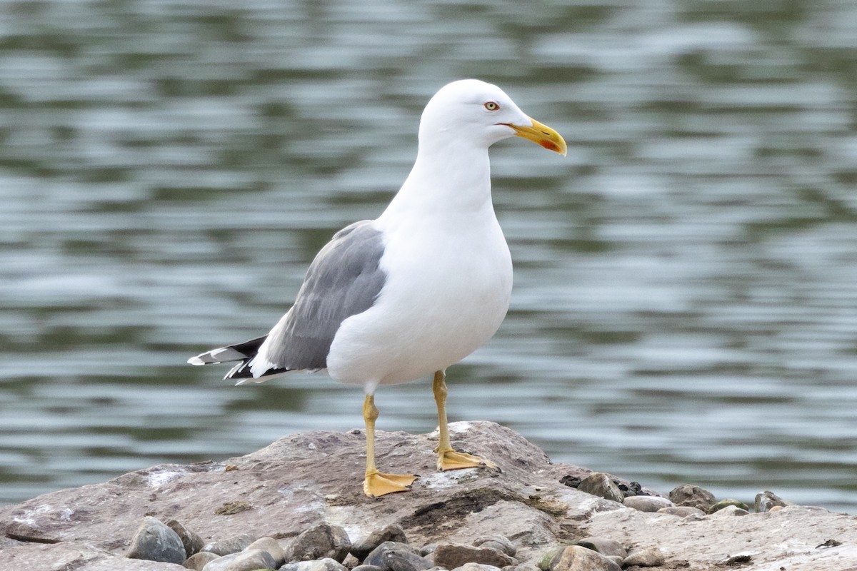 Yellow-legged Gull - ML618626870