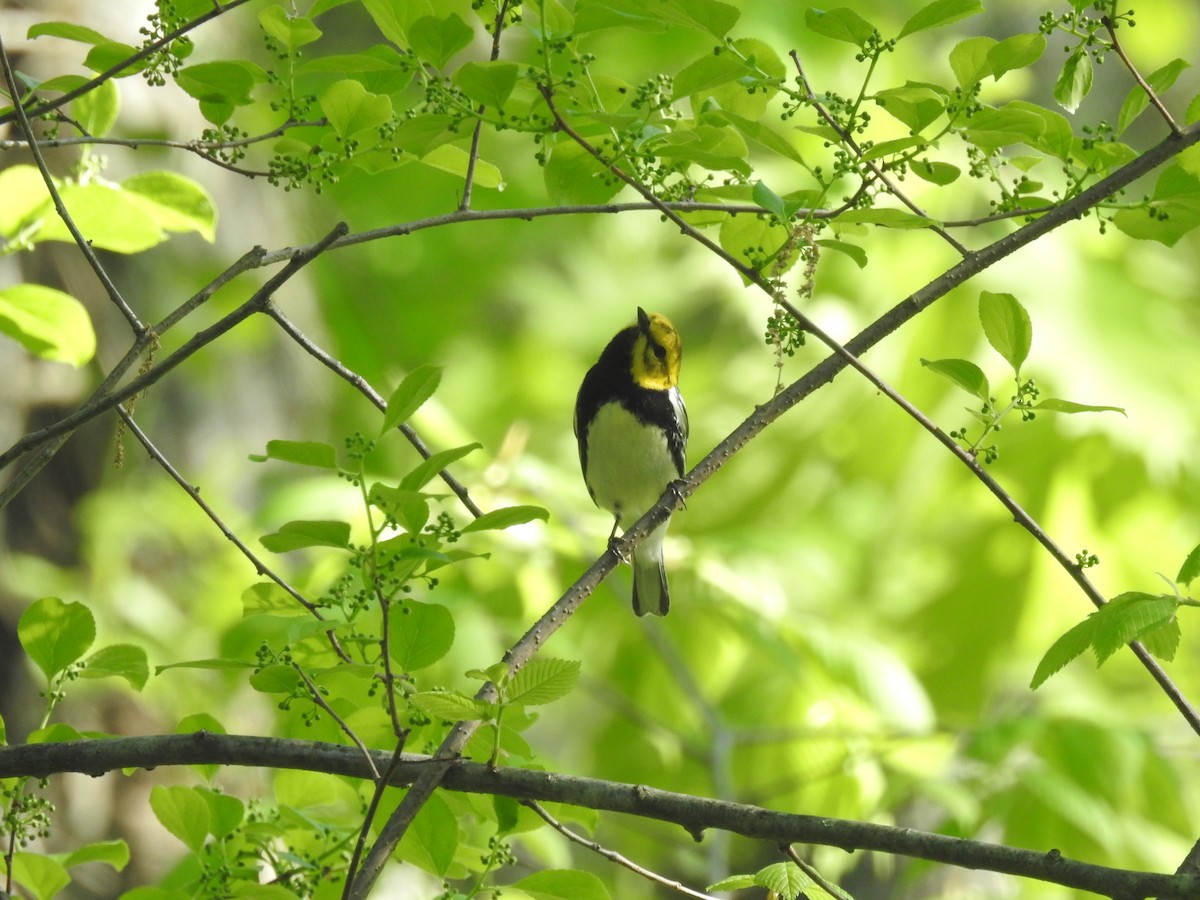 Black-throated Green Warbler - Adam  Miller
