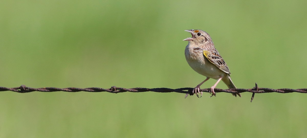 Grasshopper Sparrow - ML618626906