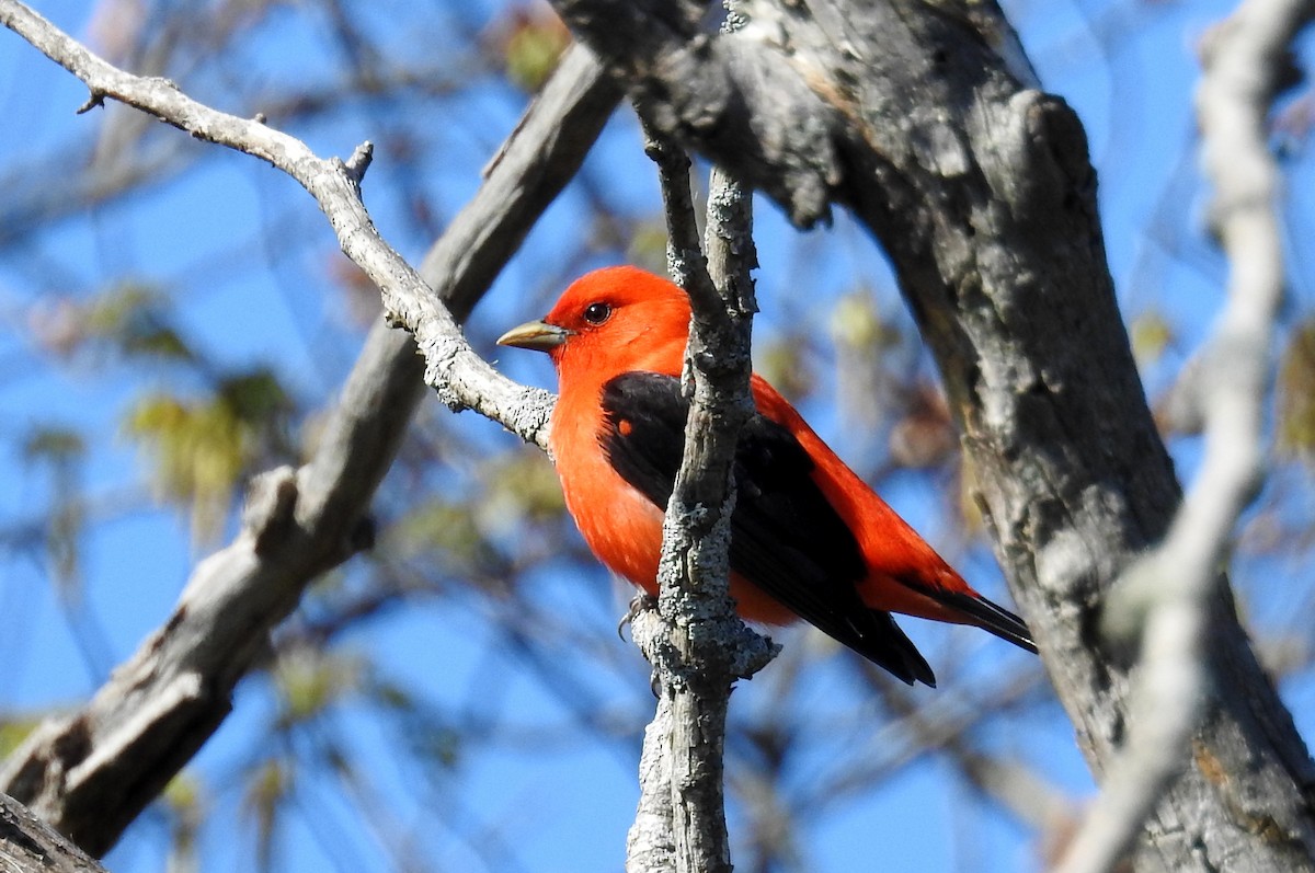 Scarlet Tanager - ML618626921