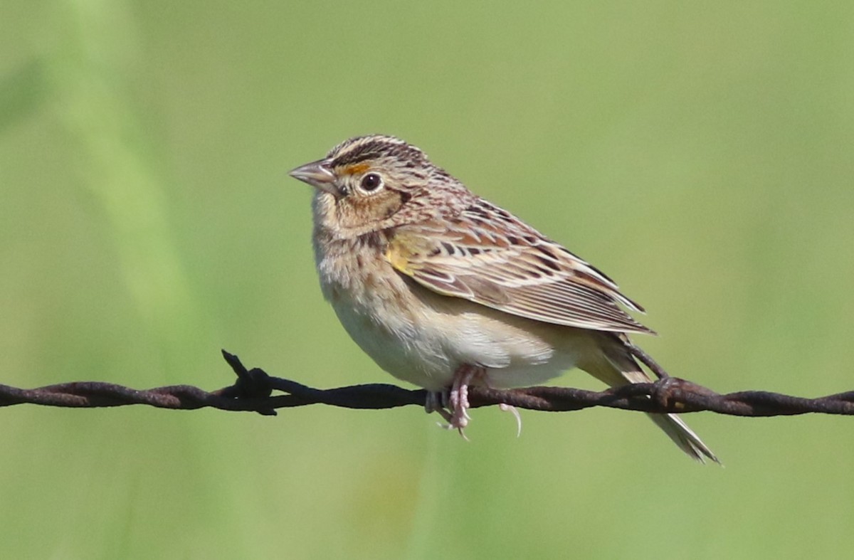 Grasshopper Sparrow - ML618626939