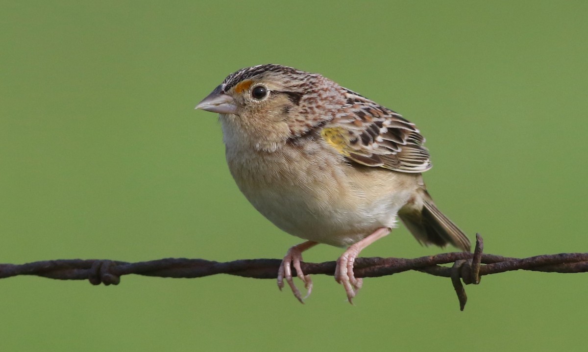 Grasshopper Sparrow - ML618626940