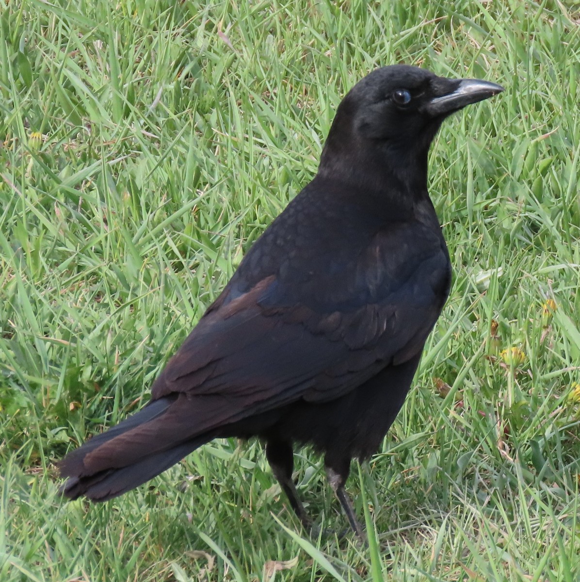 American Crow - ML618627005