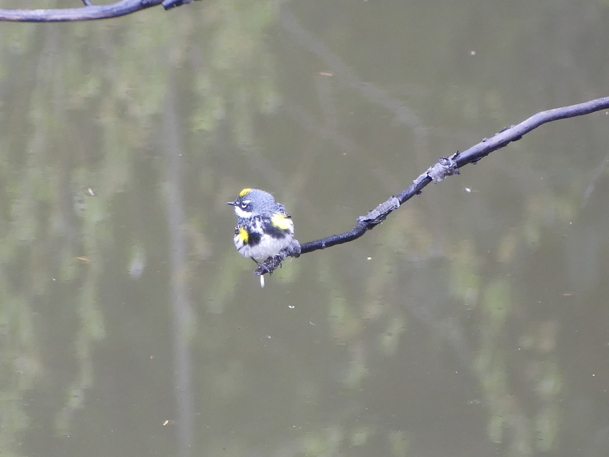 Yellow-rumped Warbler (Myrtle) - ML618627018