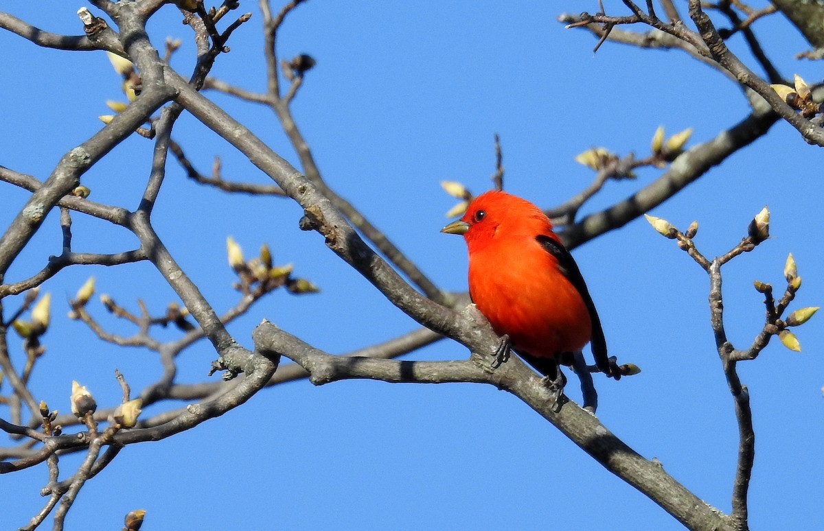 Scarlet Tanager - ML618627041