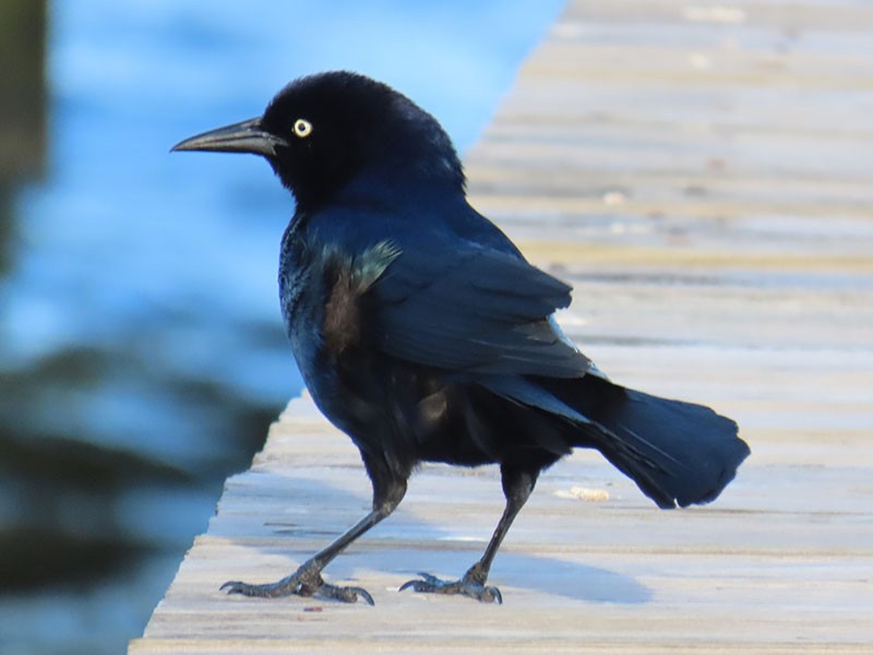 Boat-tailed Grackle - ML618627076