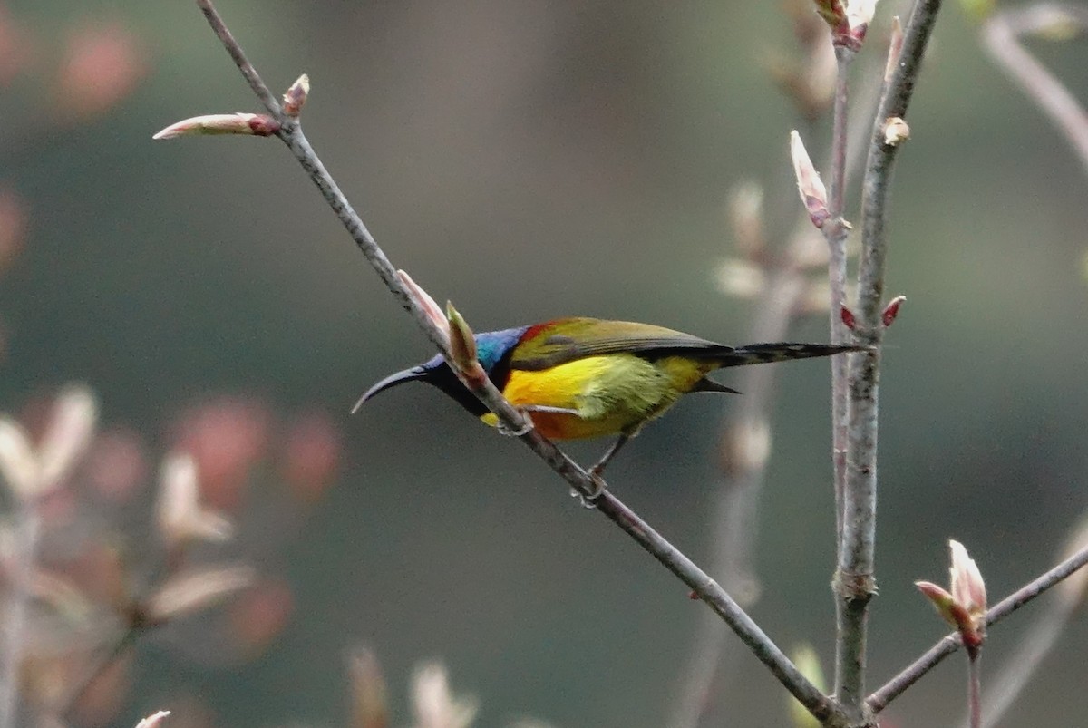 Green-tailed Sunbird - ML618627078