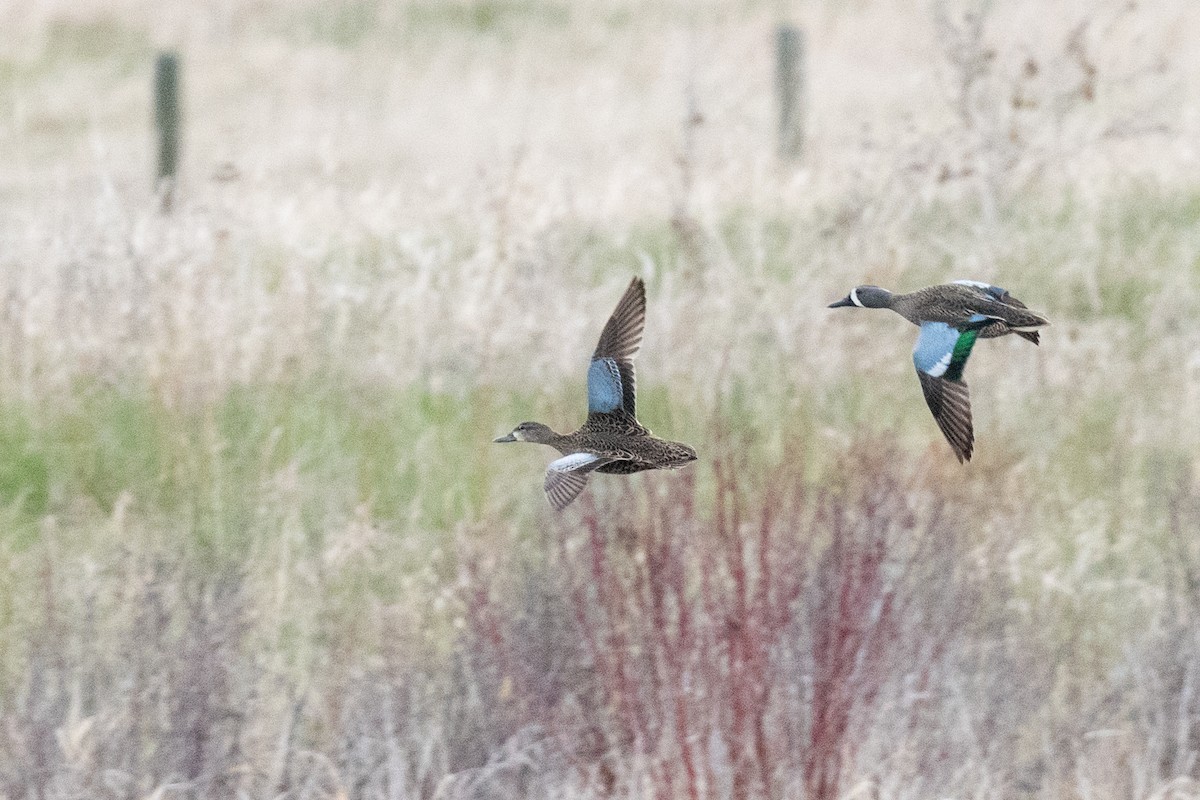 Blue-winged Teal - ML618627083