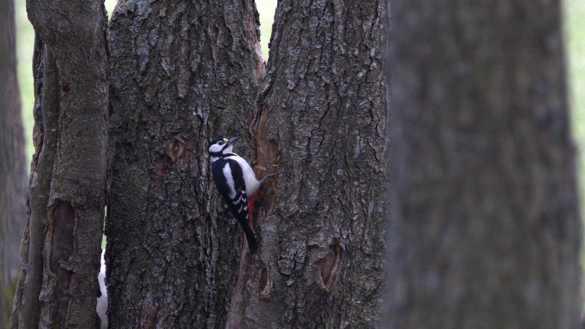 Great Spotted Woodpecker - ML618627099
