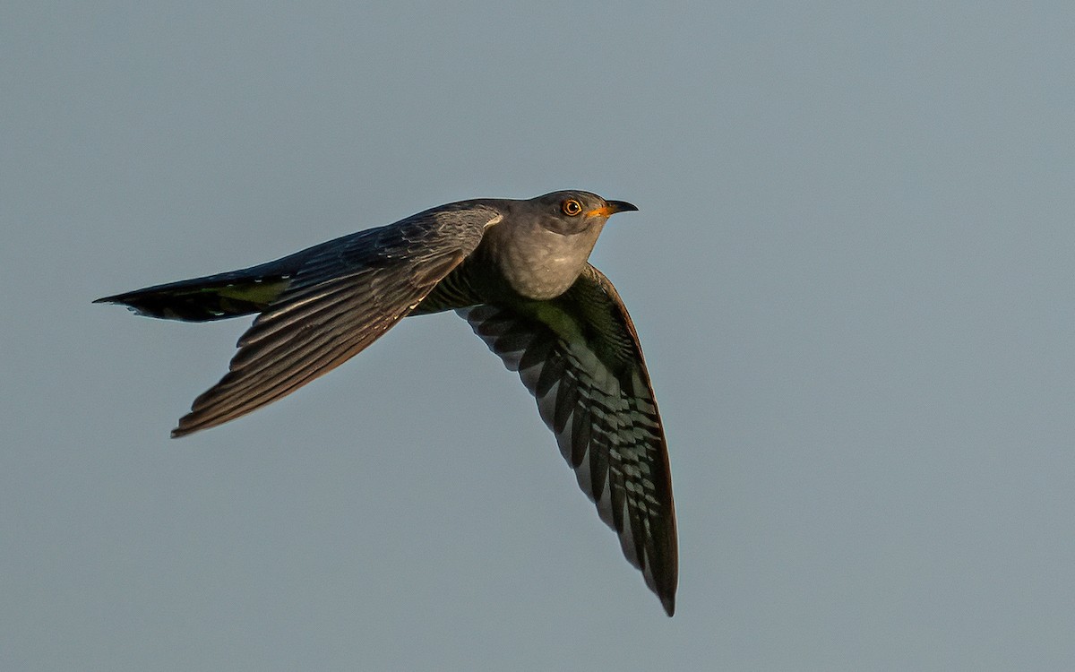 Common Cuckoo - ML618627101