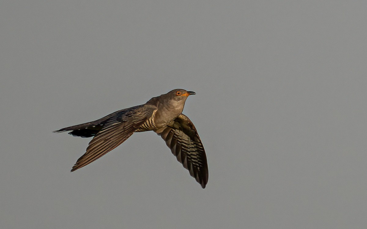 Common Cuckoo - ML618627111